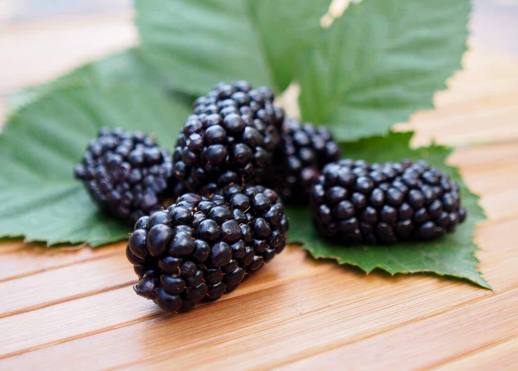 Berries - Blackberry
