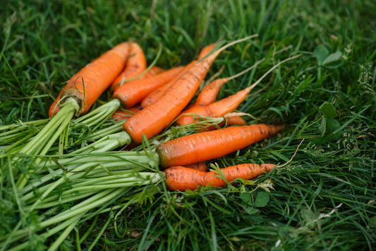 Carrot - Orange XL (3+ lbs)