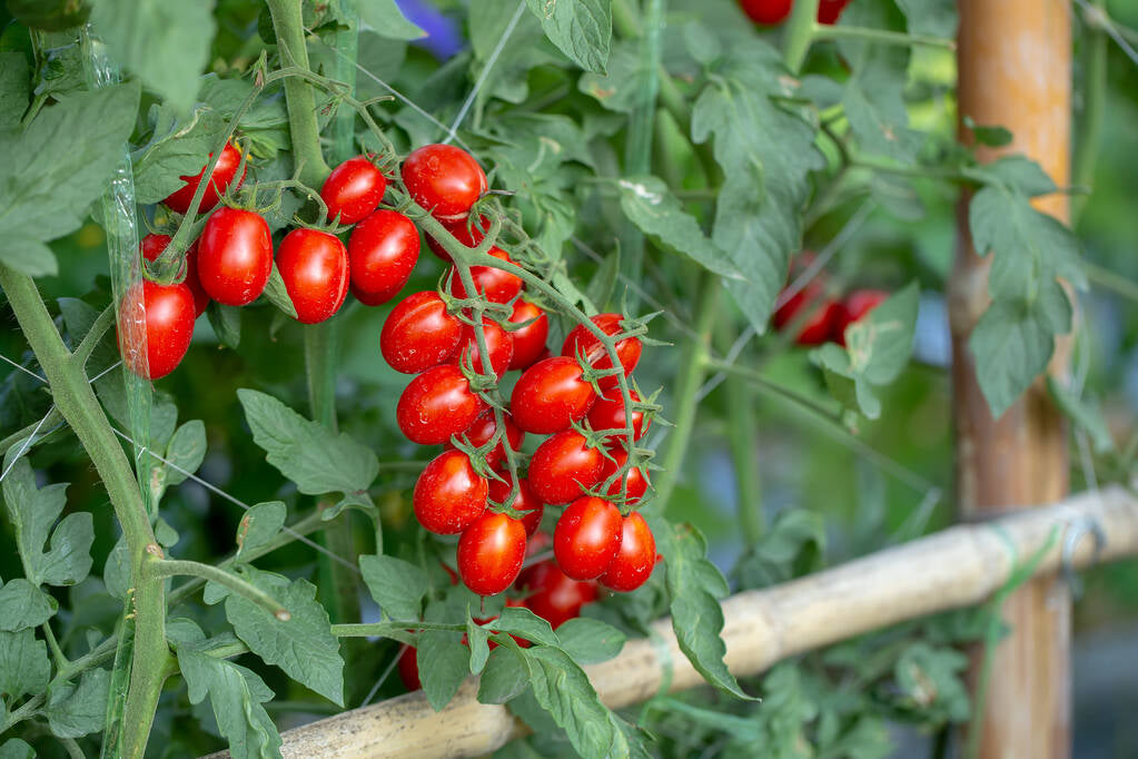 Tomato - Cherry