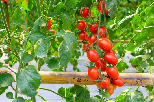 Tomato - Cherry