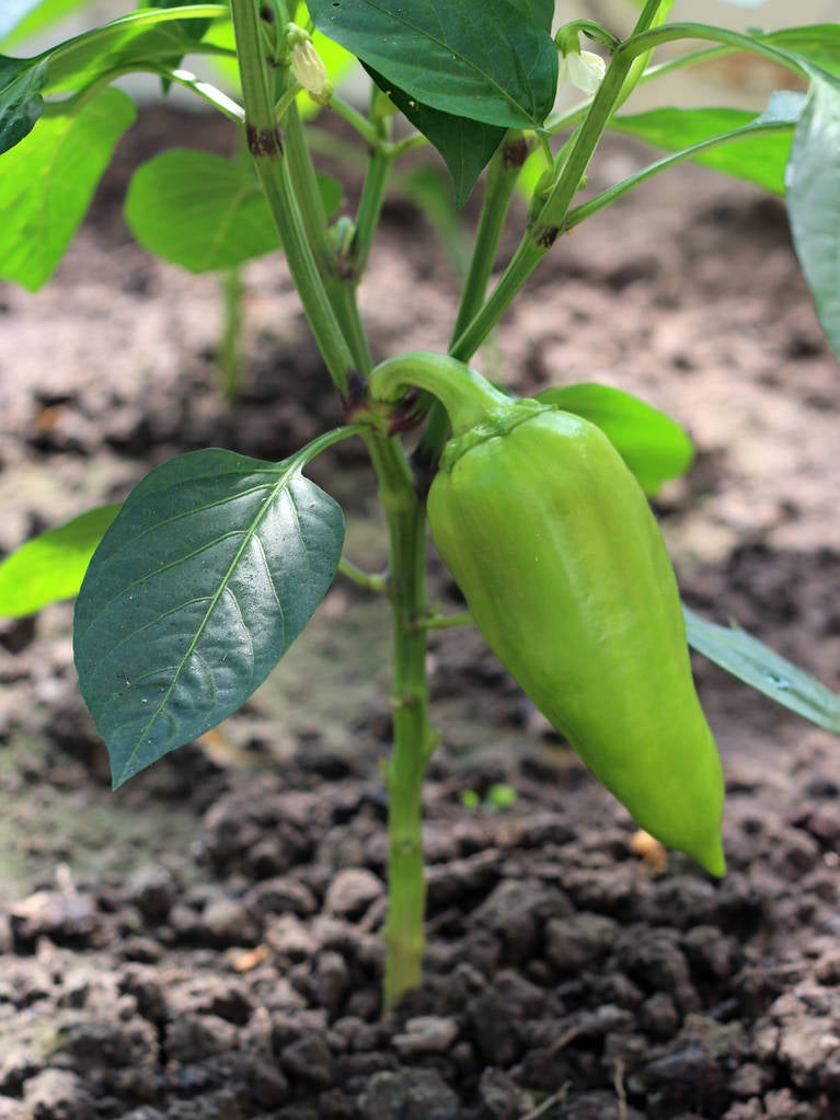 Sweet Peppers (1lb)