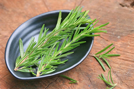 Herb - Rosemary
