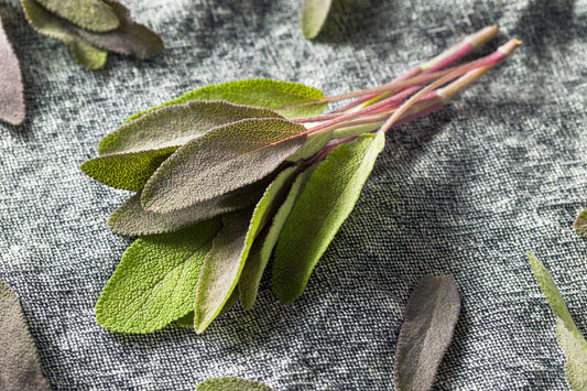 Herb - Sage