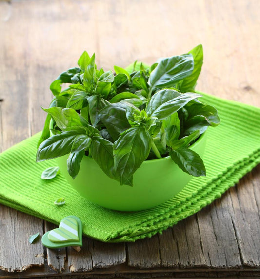 Herb - Basil