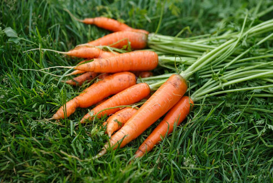 Carrot - Orange XL (3+ lbs)