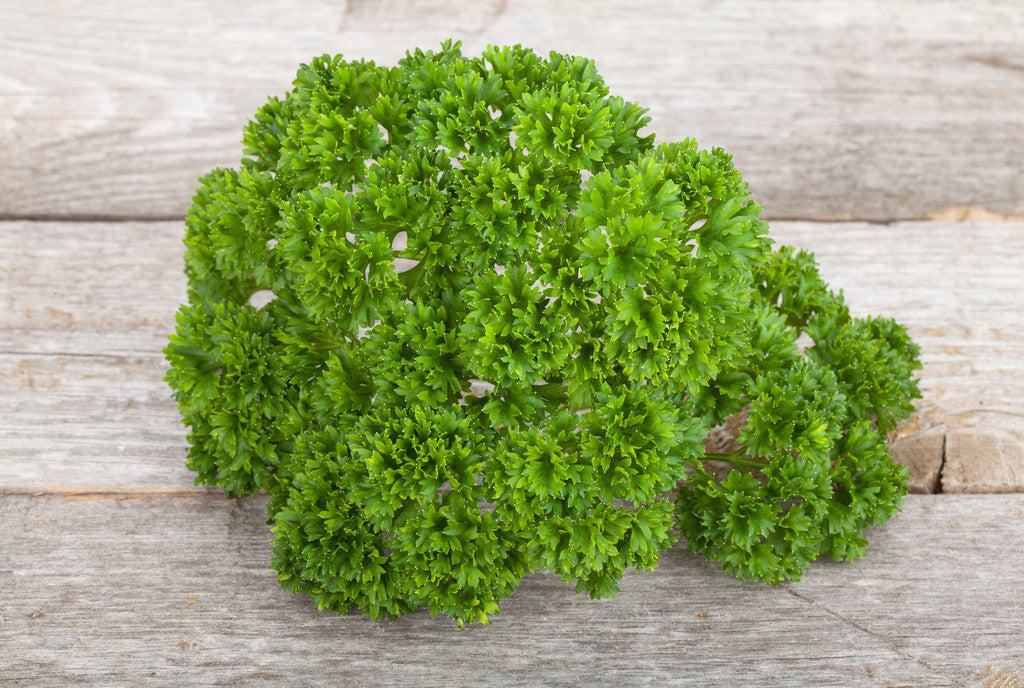 Herb - Curly Parsley