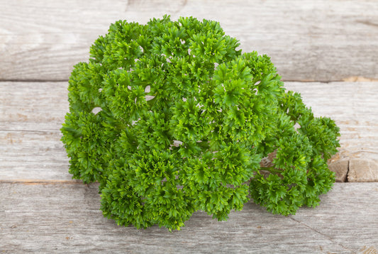 Herb - Curly Parsley