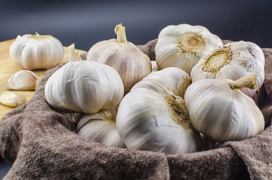 Garlic