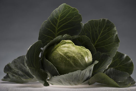 Cabbage - Green
