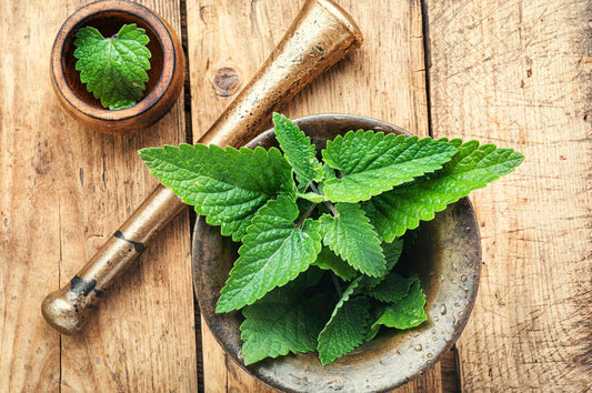 Herb - Lemon Balm