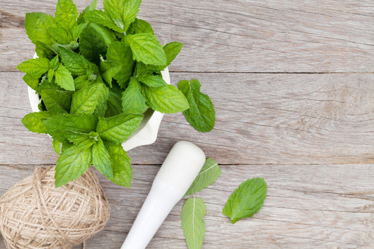 Herb - Mint