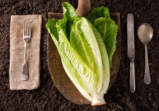 Lettuce - Romaine