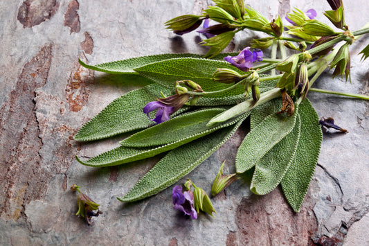 Herb - Sage